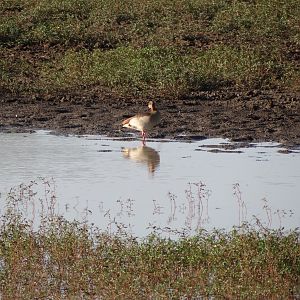 Egyptian Goose Namibia