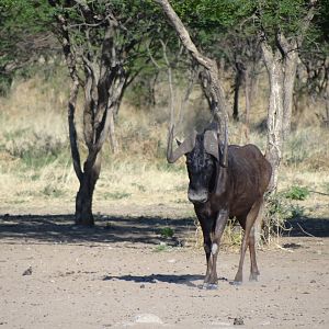 Black Wildebeest Namibia