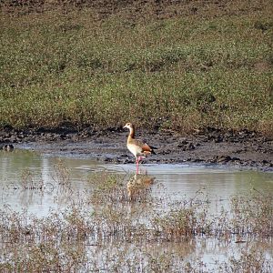 Egyptian Goose Namibia