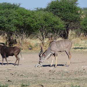 Black Wildebeest Namibia