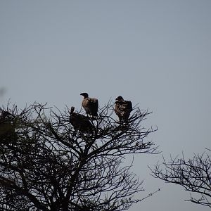 Vultures Namibia