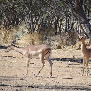 Impala Namibia