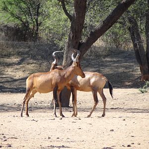 Red Hartebeest Namibia