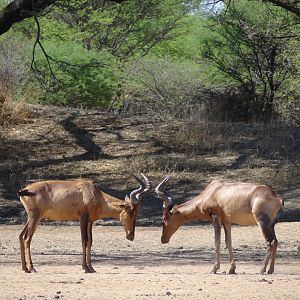 Red Hartebeest Namibia