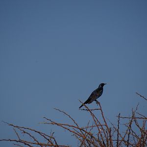 Bird Namibia