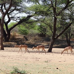 Impala Namibia