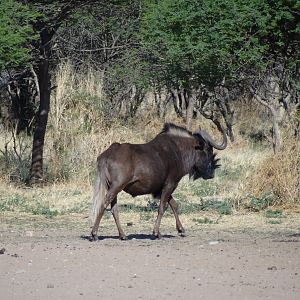 Black Wildebeest Namibia