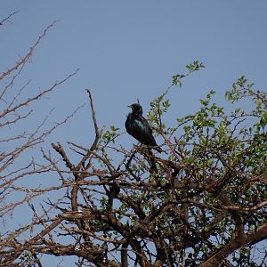 Bird Namibia