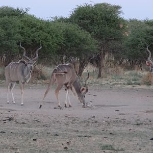 Kudu Namibia