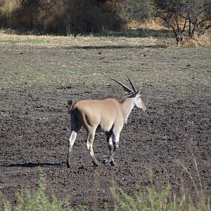 Cape Eland Namibia