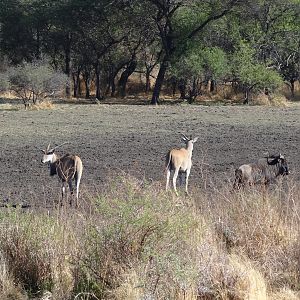 Cape Eland Namibia