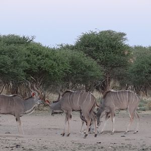 Kudu Namibia