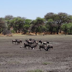 Blue Wildebeest Namibia