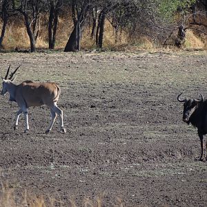 Cape Eland Namibia