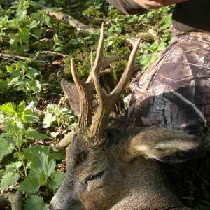 Hunting Roe Bucks in the UK