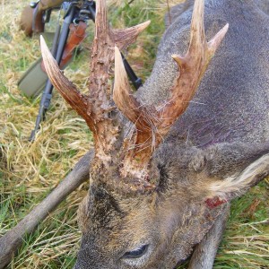 Hunting Roe Bucks in the UK