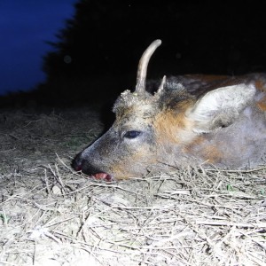 Hunting Roe Bucks in the UK