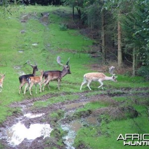 Hunting Fallow Bucks in the UK