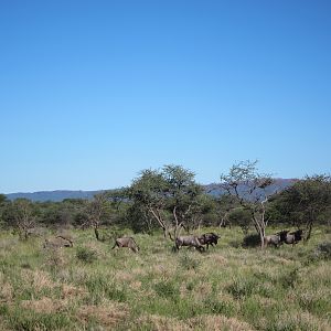 Blue Wildebeest Namibia