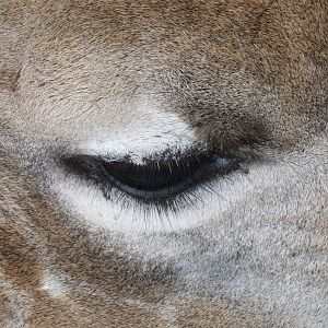 Giraffe Namibia