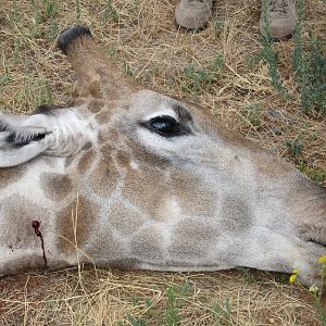 Giraffe Namibia