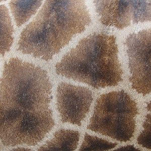 Giraffe Skin Namibia