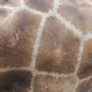 Giraffe Skin Namibia