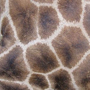 Giraffe Skin Namibia