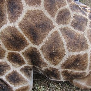 Giraffe Skin Namibia