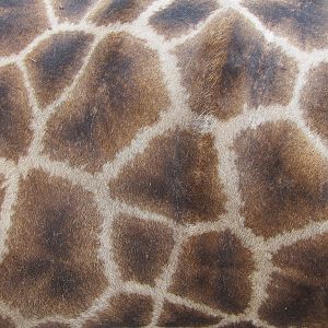 Giraffe Skin Namibia