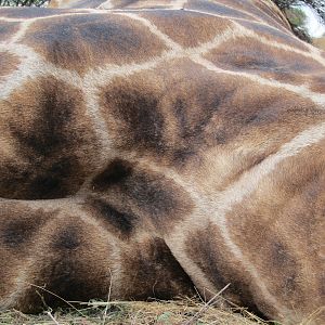 Giraffe Skin Namibia