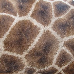 Giraffe Skin Namibia