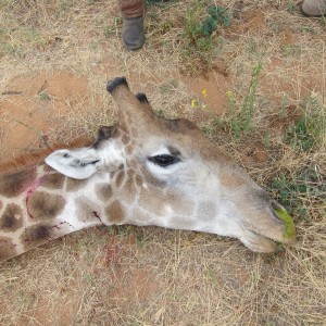 Giraffe Namibia