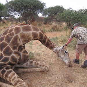 Setting up a Giraffe for trophy pictures