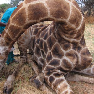 Setting up a Giraffe for trophy pictures