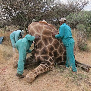 Setting up a Giraffe for trophy pictures