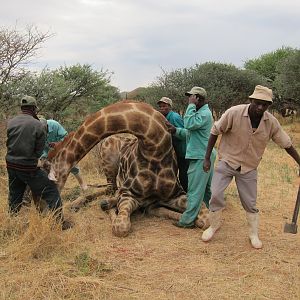 Setting up a Giraffe for trophy pictures