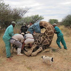 Setting up a Giraffe for trophy pictures