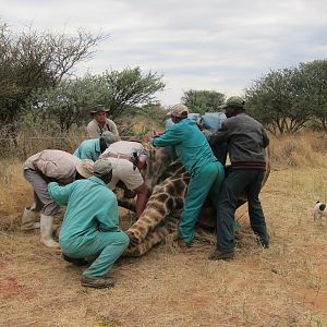 Setting up a Giraffe for trophy pictures