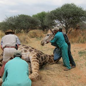 Setting up a Giraffe for trophy pictures