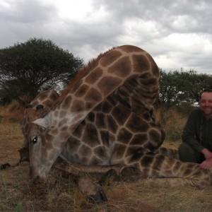 Giraffes Namibia