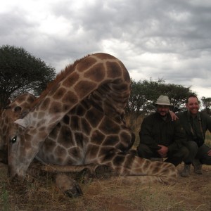 Giraffes Namibia