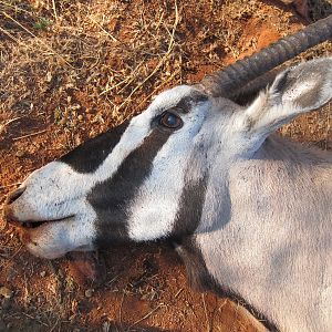 Gemsbok Head Namibia