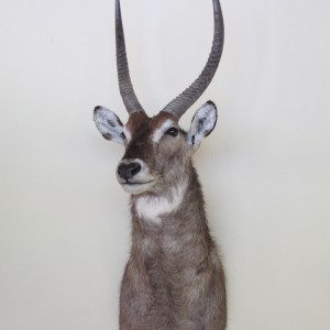 Waterbuck Shoulder Mount taxidermy