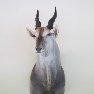 Cape Eland Shoulder Mount taxidermy