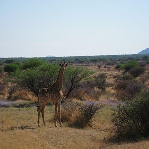 Giraffe Namibia