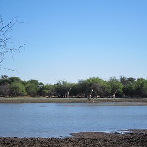 Giraffe Namibia