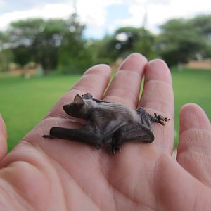 Bat Namibia