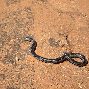 Mole Snake Namibia