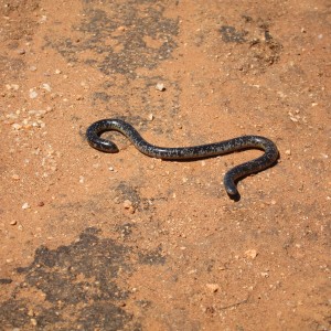 Mole Snake Namibia